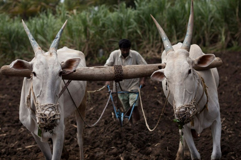 The Indian government has held eleven rounds of talks with farmers' unions/Aljazeera.