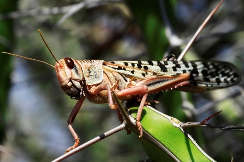 In central and northern Somalia, locust swarms and poor rains are already eroding livestock herds/Reuters.