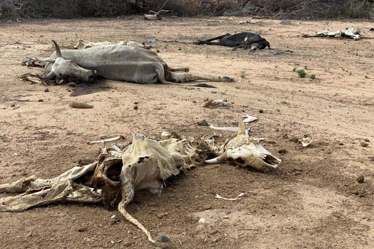 In 2011, famine conditions killed an estimated quarter of a million people in Somalia/Reuters.