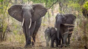 African elephants/ Aljazeera.