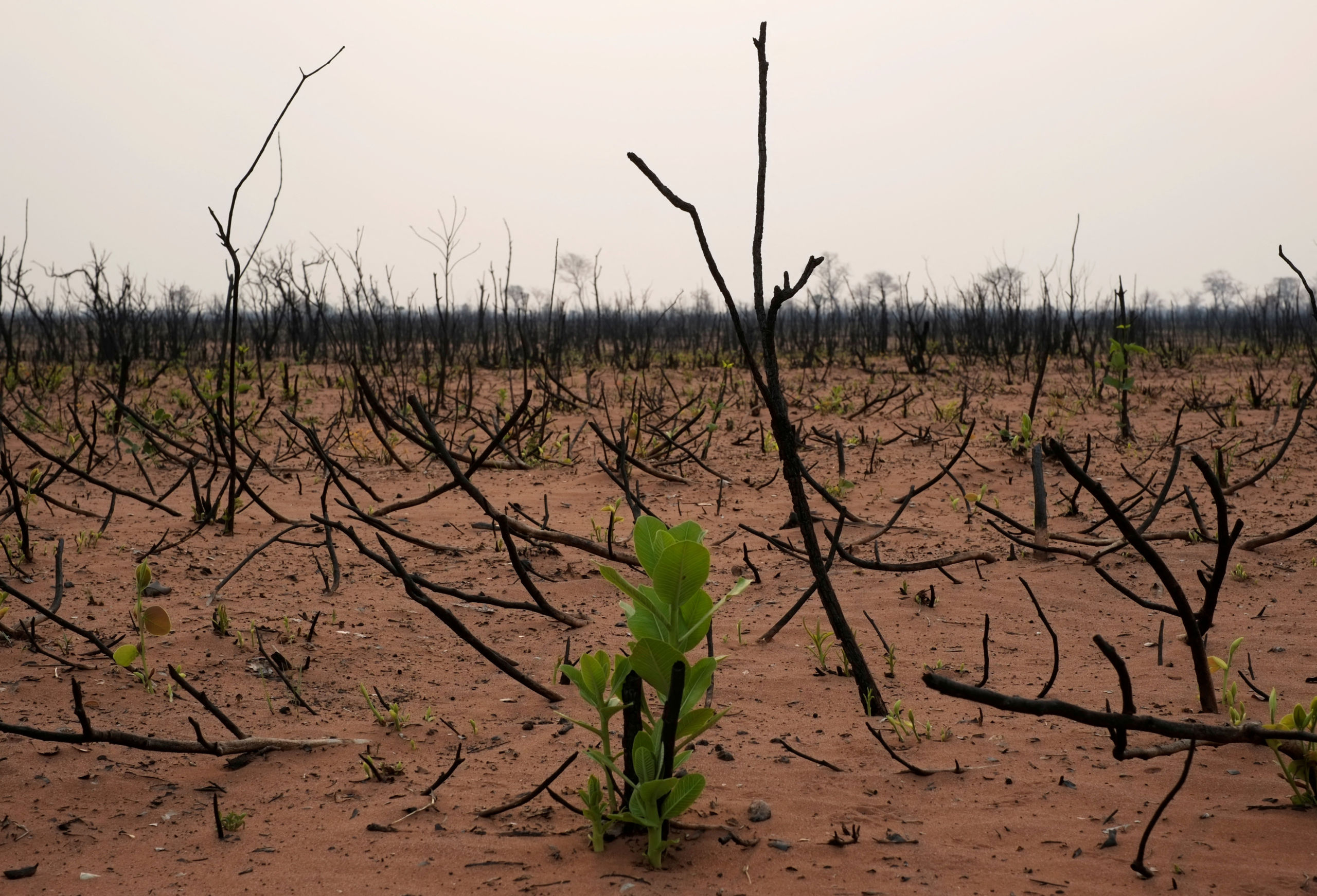 Mass biodiversity loss would slash global credit ratings/Reuters.