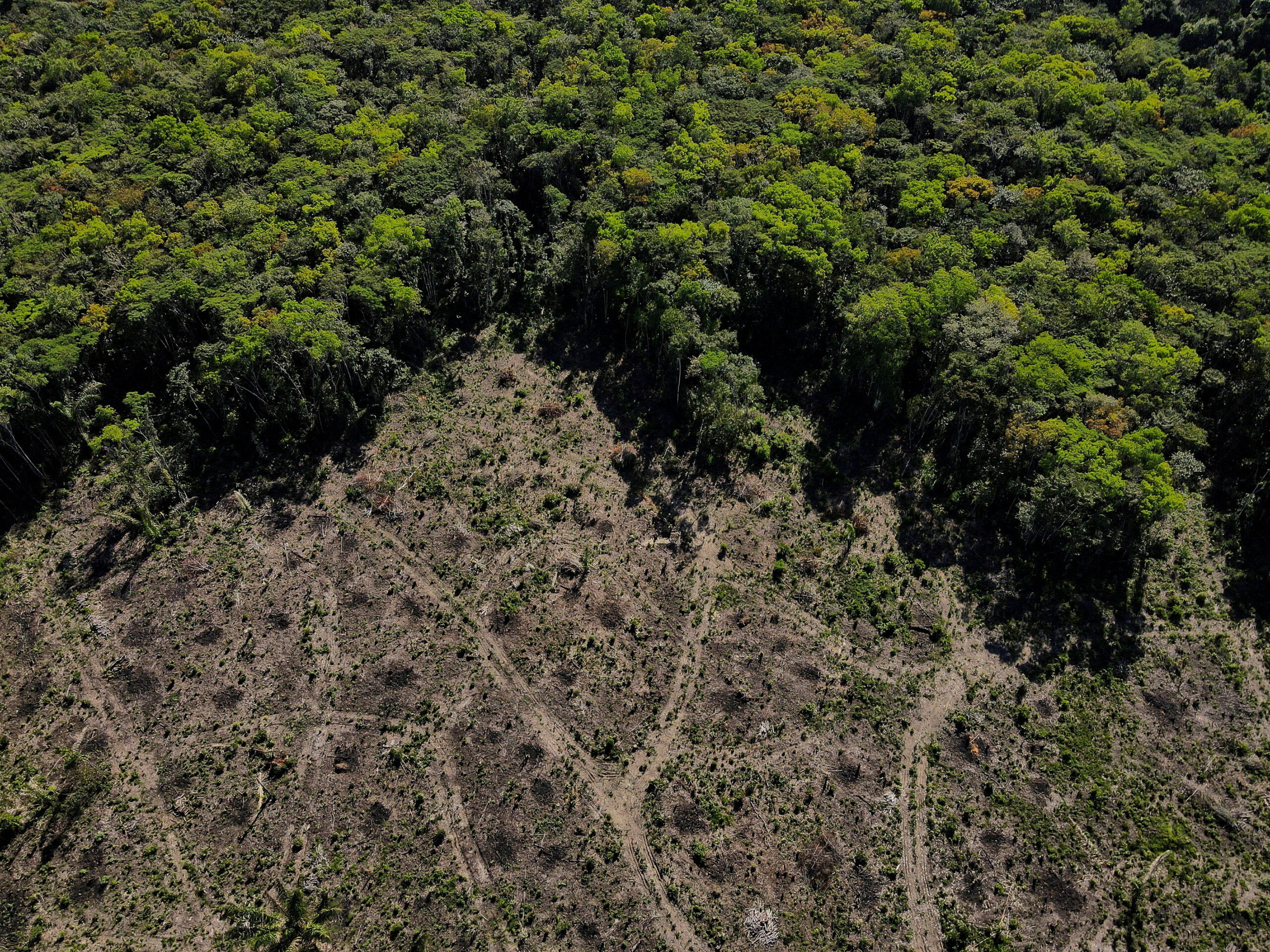 How climate change will affect Minnesota’s northern forest? Reuters.