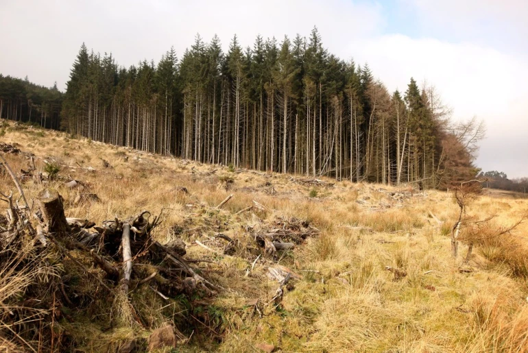 The goal is to understand how climate change will affect Minnesota’s northern forest/Aljazeera.