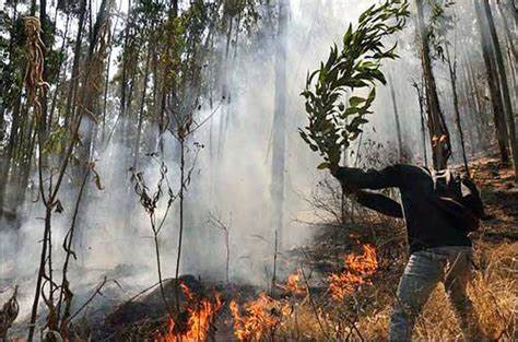 More than six million animals have been killed by the fires in Bolivia/Aljazeera.